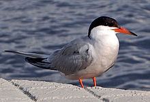 Sterna Common tern Wikipedia