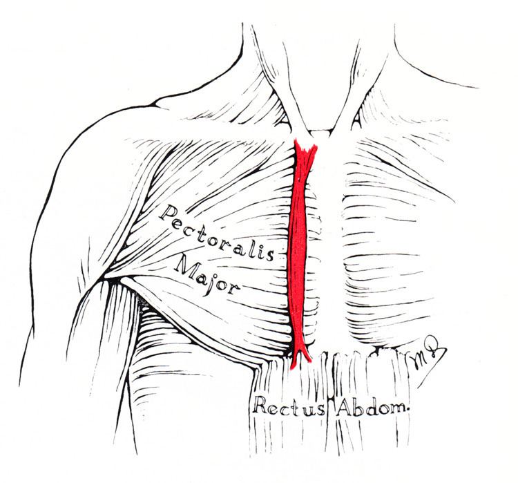 Sternalis muscle