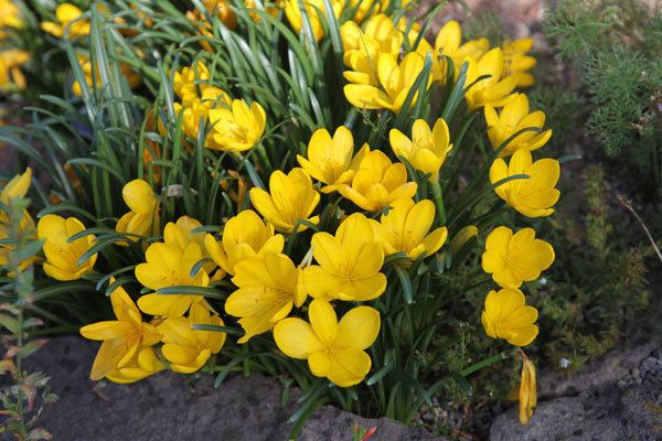 Sternbergia Buy autumn daffodil bulbs Sternbergia lutea Delivery by Crocus