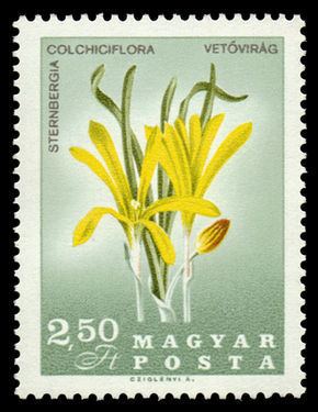 Sternbergia colchiciflora httpsuploadwikimediaorgwikipediacommonsthu