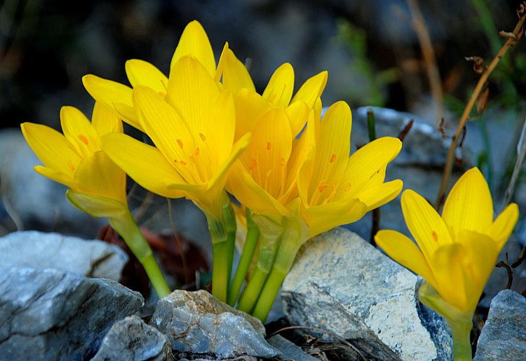Sternbergia lutea Sternbergia lutea Botany Photo of the Day