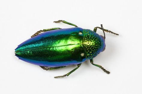 Sternocera Jewel Beetle Sternocera Aequisignata in Bright Green Photographic