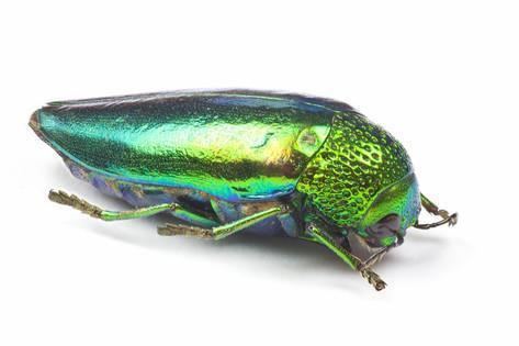 Sternocera aequisignata Jewel Beetle Sternocera Aequisignata in Bright Green Photographic