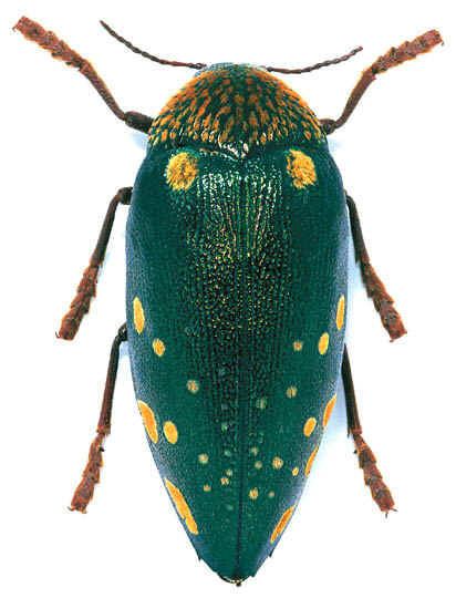 Sternocera Sternocera boucardi