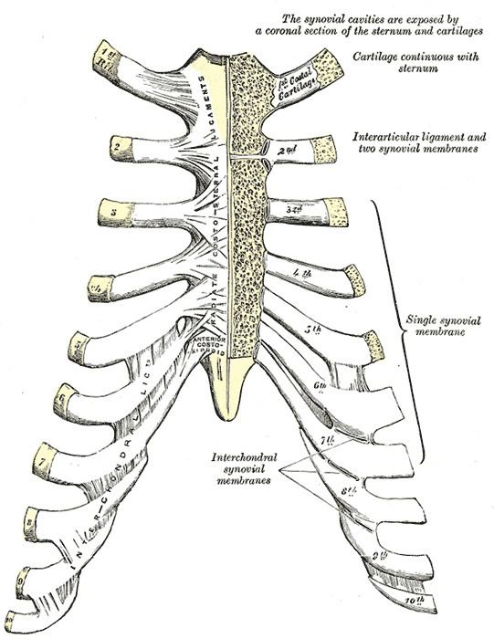 Sternocostal joints
