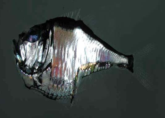 Sternoptychidae Marine Hatchetfish Family Sternoptychidae Wiki
