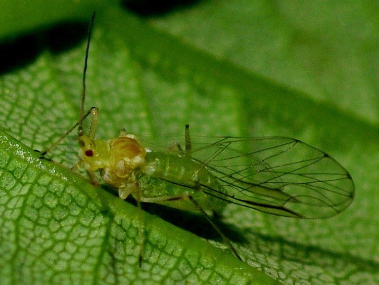 Sternorrhyncha Sternorrhyncha Psyllids whiteflies aphids coccids