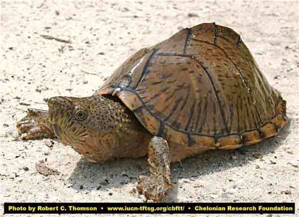 Sternotherus Tortoise and Freshwater Turtle Specialist Group