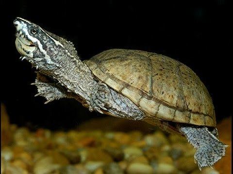 Sternotherus Eastern Musk Turtle Sternotherus odoratus YouTube