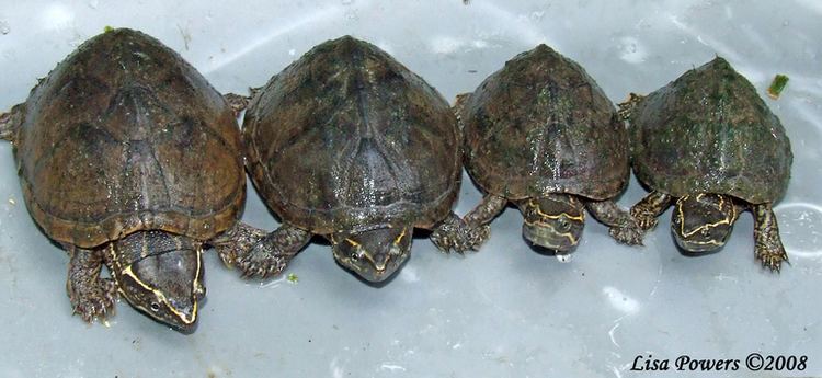 Sternotherus odoratus CalPhotos Sternotherus odoratus Common Musk Turtle