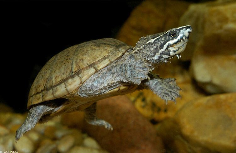 Sternotherus odoratus Eastern Musk Turtle Sternotherus odoratus