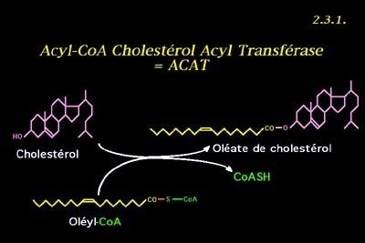 Sterol O-acyltransferase wwwchupsjussieufrpolysbiochimieLLbiochLL68