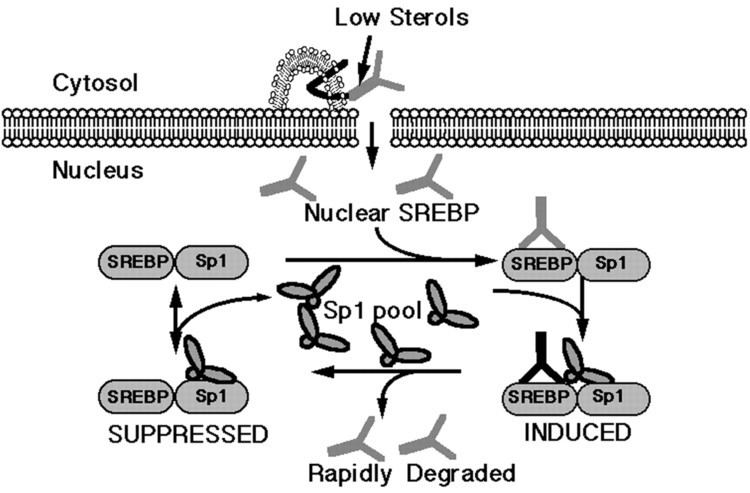Sterol regulatory element-binding protein Nutrient regulation of gene expression by the sterol regulatory