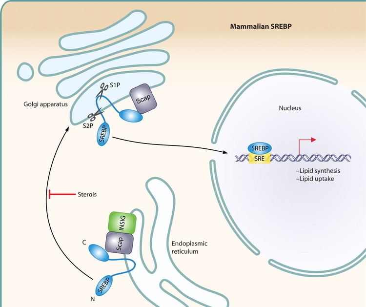 Sterol regulatory element-binding protein Sterol Regulatory Element Binding Proteins in Fungi Hypoxic