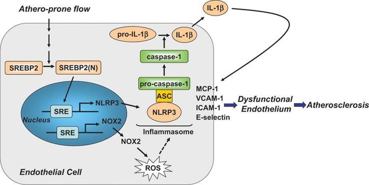 Sterol regulatory element-binding protein Sterol Regulatory Element Binding Protein 2 Activation of NLRP3