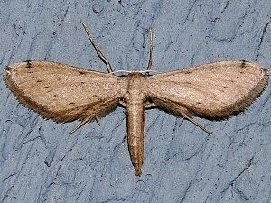 Sterrhinae Moth Photographers Group Living Moths Plate 176F Geometridae