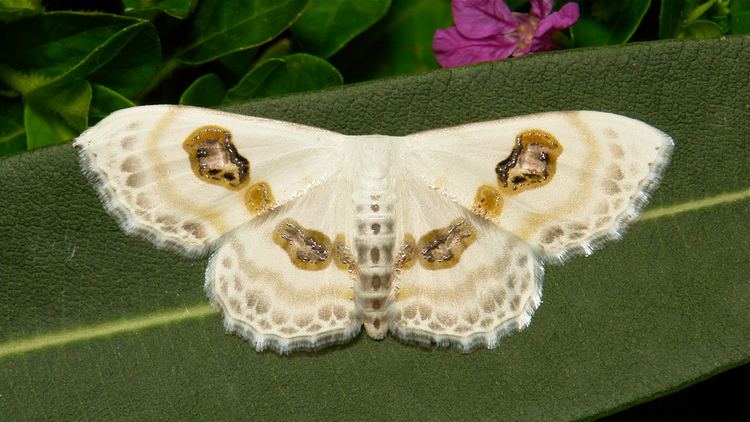 Sterrhinae Eye Looper Moth Problepsis vulgaris Sterrhinae Geometri Flickr