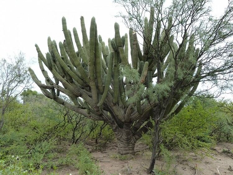 Stetsonia coryne Stetsonia coryne cactusinhabitat