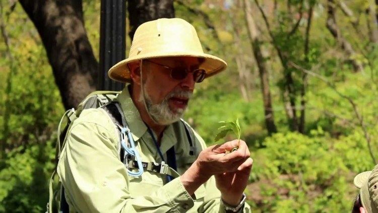 Steve Brill Foraging in Central Park with Wildman Steve Brill YouTube