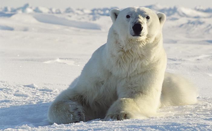 Steven Amstrup Introducing Dr Steven Amstrup Polar Bear Expert and 2014 Expo