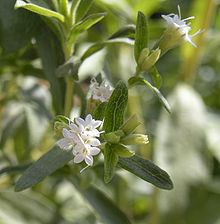 Stevia rebaudiana httpsuploadwikimediaorgwikipediacommonsthu