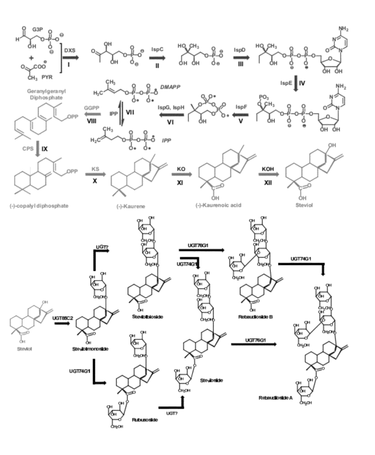 Steviol glycoside Patent US20120164678 Microbial production of natural sweeteners