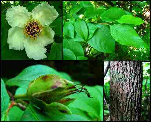 Stewartia ovata wwwtreetrailnetstewartiaovata2JPG