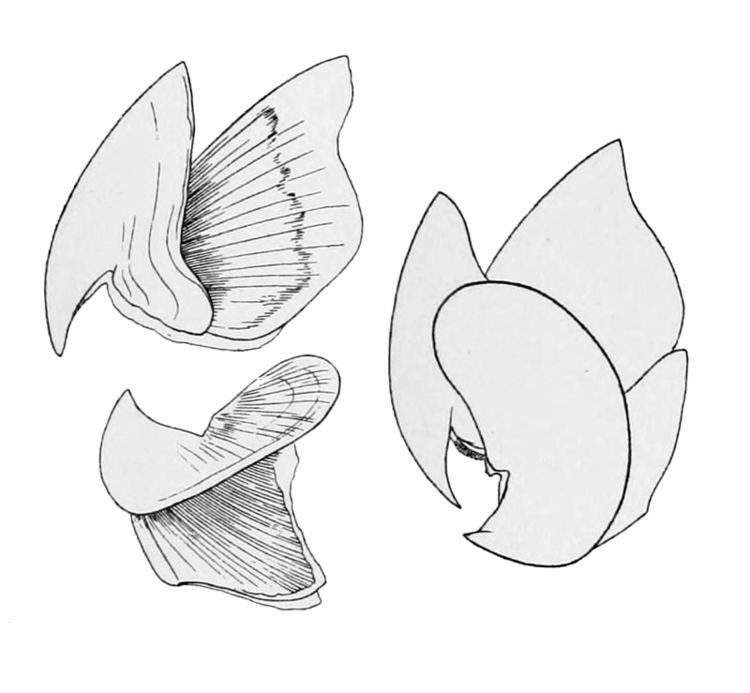 Sthenoteuthis pteropus httpsuploadwikimediaorgwikipediacommonsaa