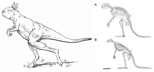 Sthenurus Prehistoric giant kangaroo favored walking to hopping L7 World
