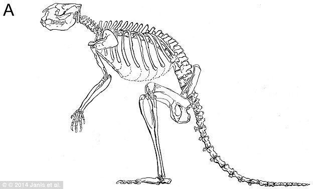 Sthenurus Extinct kangaroos Sthenurus weighed 250kg and were too heavy to hop
