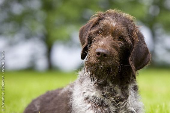 Stichelhaar 17 images about Stichelhaar on Pinterest Cutest dogs Deutsch and