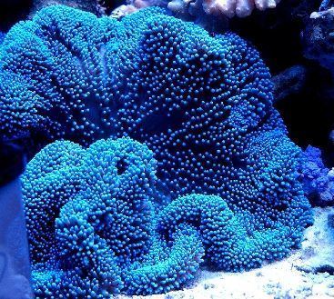 Stichodactyla gigantea Blue anemone Stichodactyla gigantea Love in Blue Pinterest