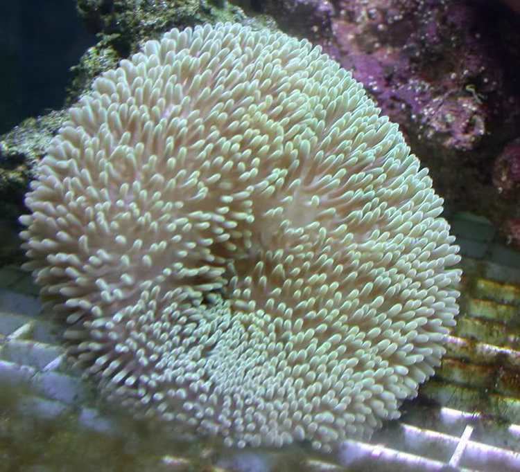 Stichodactyla helianthus Stichodactyla helianthus Cloning Reef Central Online Community