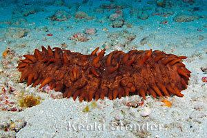 Stichopus Hawaiian Spiky Sea Cucumber Stichopus sp 1