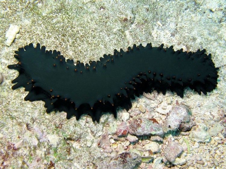 Stichopus chloronotus Stichopus chloronotus is a species of Holothurian or sea cucumber