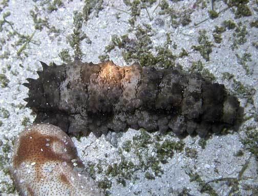 Stichopus horrens Stichopus horrens warty sea cucumber Marine Invertebrates of