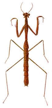 Stick mantis httpsuploadwikimediaorgwikipediacommonsthu
