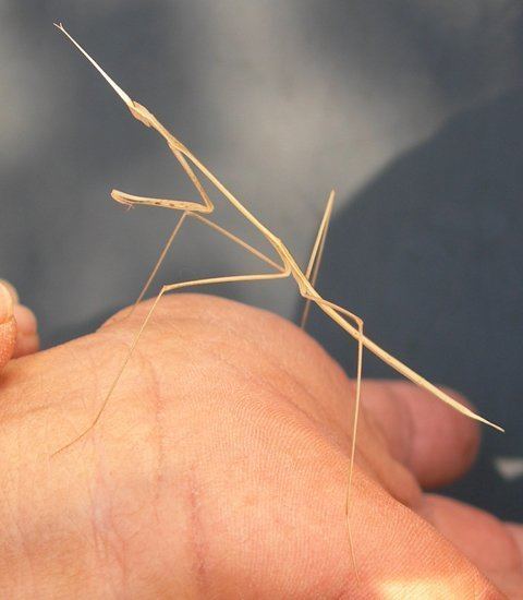 Stick mantis Giant Stick Mantis and Wandering Violin Mantis from India What39s