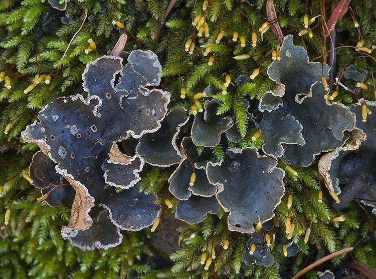 Sticta Ways of Enlichenment Lichens of North America