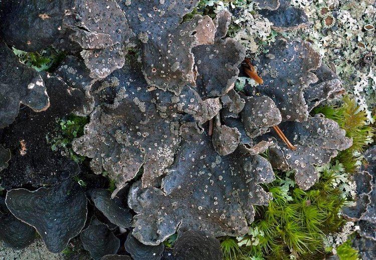 Sticta Ways of Enlichenment Lichens of North America