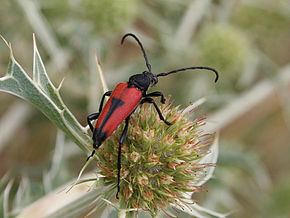 Stictoleptura cordigera Stictoleptura cordigera Wikipdia