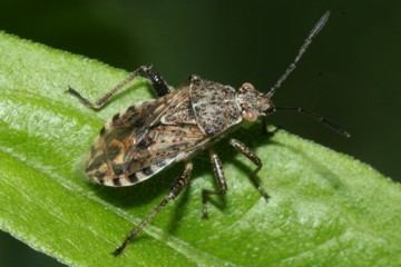 Stictopleurus Insektenbox Stictopleurus punctatonervosus