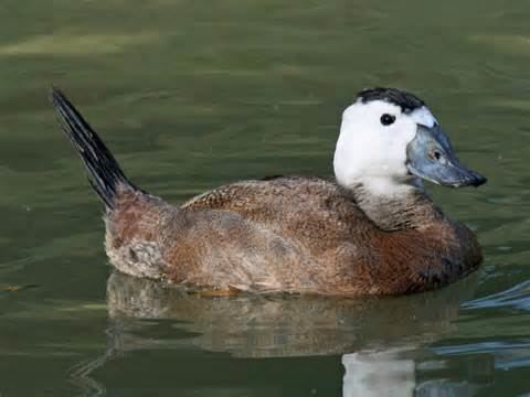 Stiff-tailed duck More on Oxyura Stifftailed Ducks