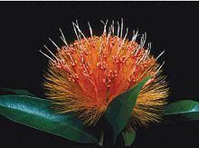 Stifftia chrysantha httpsuploadwikimediaorgwikipediacommonsthu