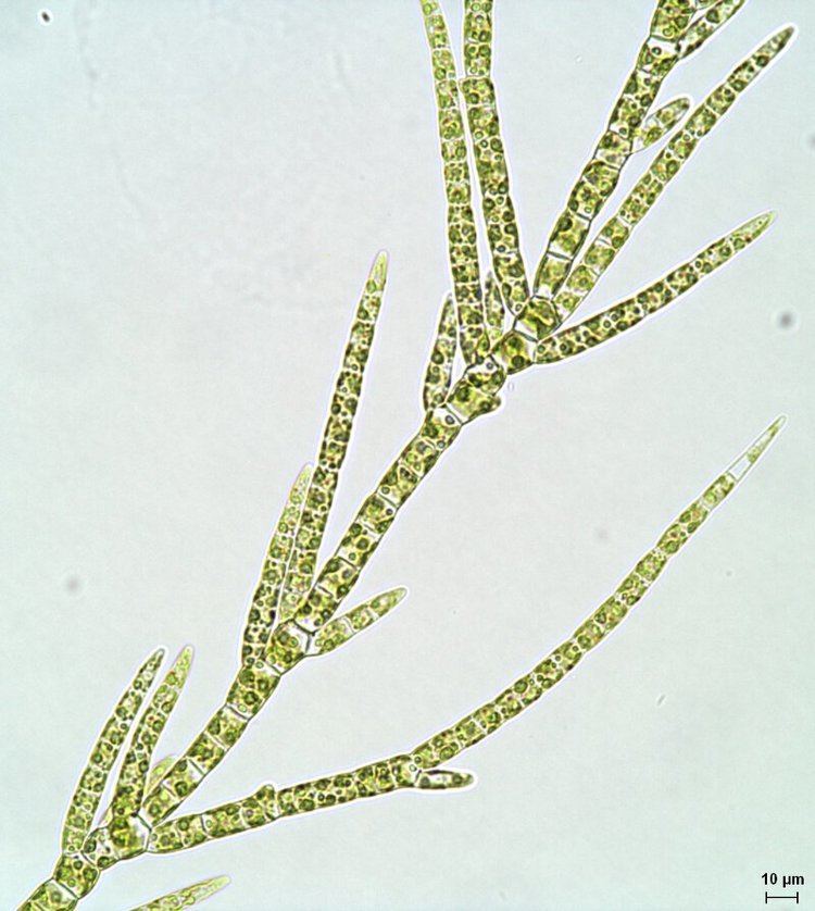 Stigeoclonium SoftBodied Stream Algae of California Stigeoclonium