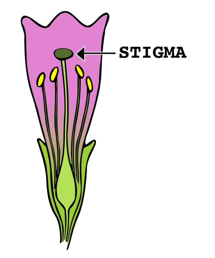 Stigma (botany)