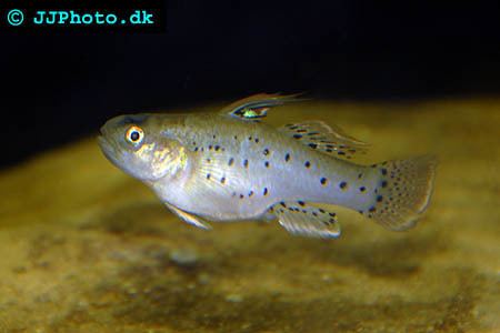 Stigmatogobius badmanstropicalfishcomFishFreshwaterstigmatogo