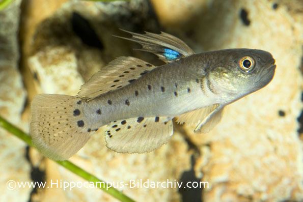Stigmatogobius sadanundio Stigmatogobius sadanundio Knight Goby Seriously Fish