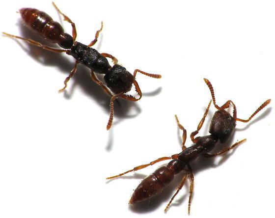 Stigmatomma Stigmatomma pallipes in Keeping Ants Forum