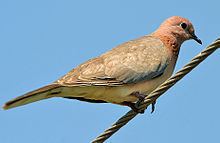 Stigmatopelia httpsuploadwikimediaorgwikipediacommonsthu
